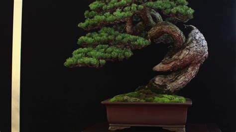 The Most Beautiful Bonsai Trees Youtube