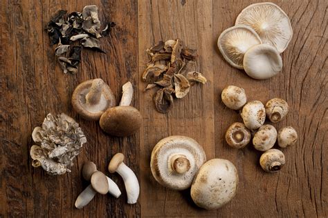 Wild Mushrooms: A Medicinal Powerhouse - UltraWellness Center ...