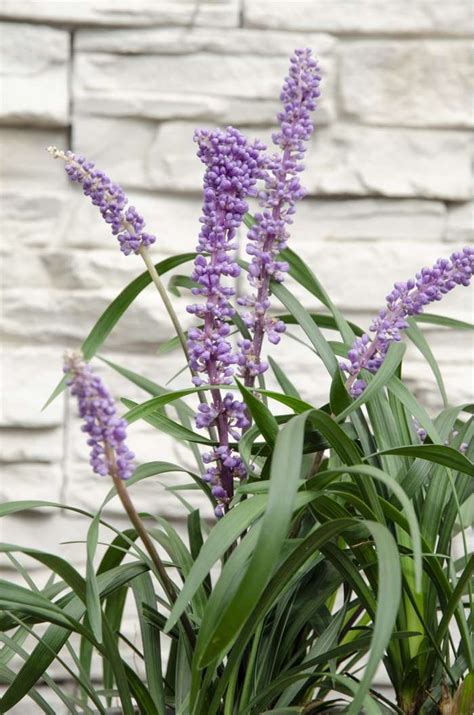 Liriope Muscari ‘ingwersen Perfect Garden