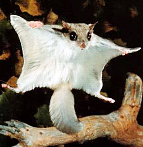 Flying Woolly Squirrels Appeared In China Red Listedचीन में दिखाई दी
