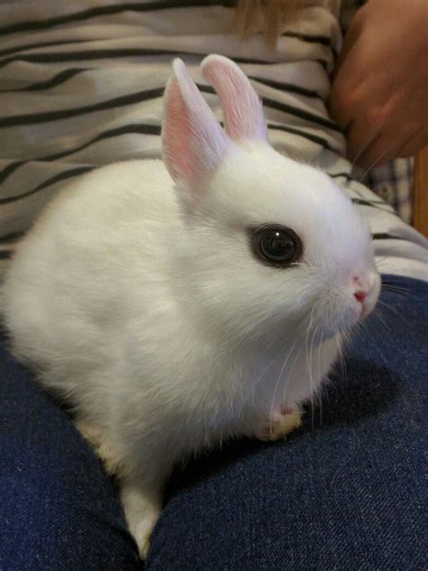 Hotot Bunny Dwarf Rabbit Rabbit Bunny