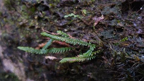 Rare Tropical Fern Found Growing In Killarney Park