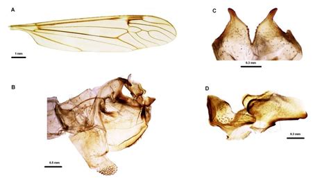 Photograph Of The Wing And Morphological Structures Of The Male