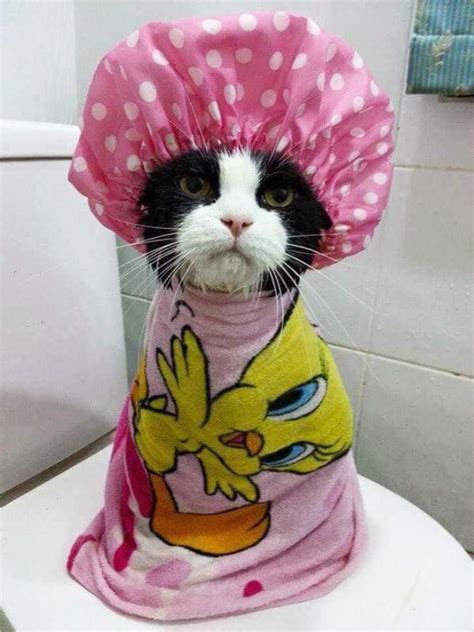 Sad Cat Shower