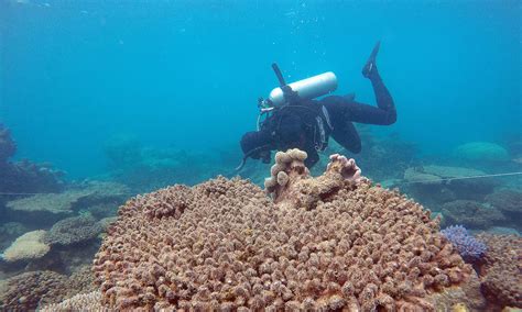 Scientists Record Worst Ever Coral Die Off On Australias Great Barrier