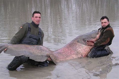 10 Biggest Catfish World Records Of All Time Game And Fish Fish Big