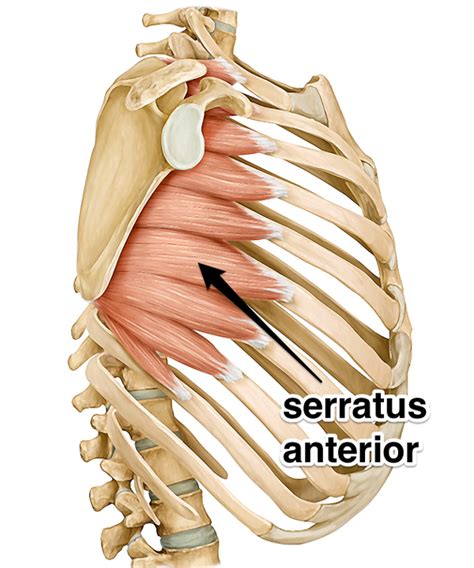 The shoulder has about eight muscles that attach to the scapula, humerus, and clavicle. Serratus Anterior - Muscle of the Month at Yoganatomy.com ...