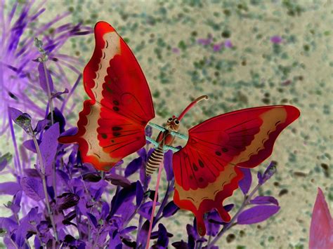 Butterfly Pictures Red Butterfly Butterflies Flying Beautiful Butterflies Nature Desktop