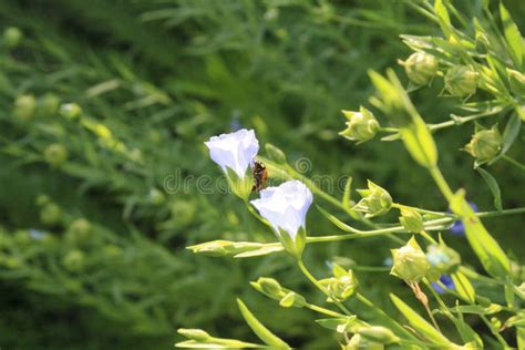 Linen Flax Blue Flower Flax Plant Flax Field Stock Photo Image Of
