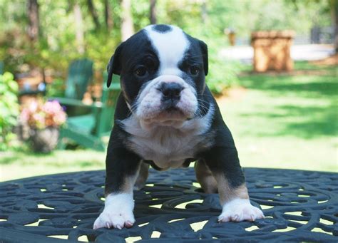 Olde English Bulldogge Puppy Colors | Olde South Bulldogges