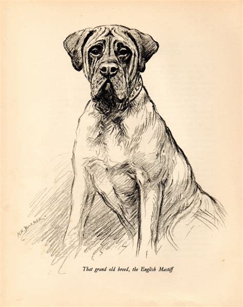 1938 Vintage Dog Print From A Book Of Sketches By Kf Barker Etsy