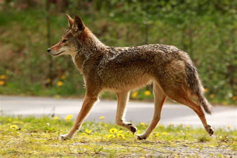 Coyote Princess Pacific Spirit Coyote Walking Along Wesbrook Mall At
