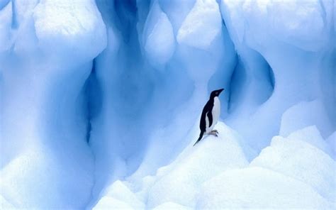 Ice Nature Birds Animals Penguins Wallpapers Hd Desktop And