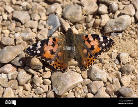 Butterfly Painted Lady Vanessa Cardui Stock Photo Alamy