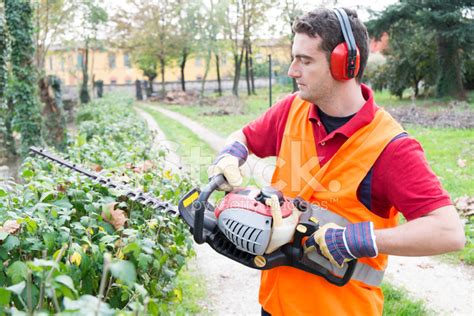 Man Trimming Hedge Stock Photo Royalty Free Freeimages