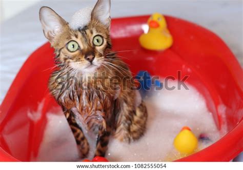 Funny Cat Taking Bath Stock Photo Edit Now 1082555054