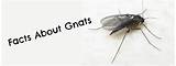 Gnats In The Home Photos