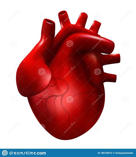 Realistic Human Heart Vector Illustration 3d Cardiology Model Isolated