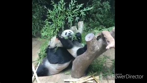Cute Falling Panda 😍 Youtube