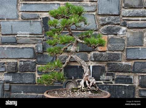 Japanese Black Pine Tree Pinus Thunbergii Grown As Bonsai At The
