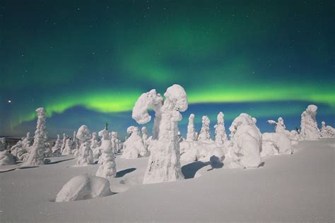 Lapland Snow Covered Trees Photography Themes Finland