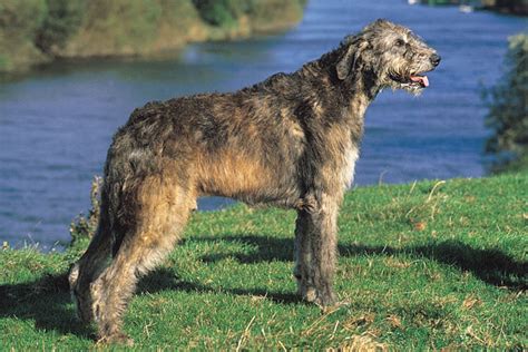 irish wolfhound puppies  sale  reputable dog breeders