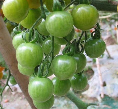 Jual Benih Bibit 2 Biji Tomato Green Cherry Varieties Di Lapak Ligno