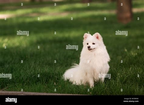 Cute White Spitz Dog On The Green Grass Outdoor Stock Photo Alamy