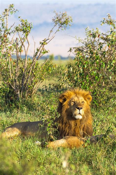 King Of Africa Portrait Of Lion Kenya Stock Photo Image Of Beasts
