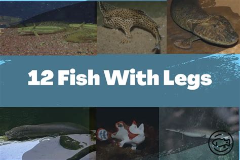 12 Fish With Legs Everything You Need To Know