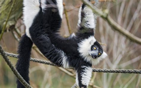 Wallpaper Lemur Animal Protruding Tongue Funny Hd Widescreen