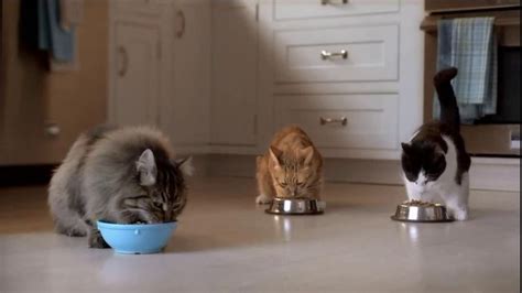 Purina Cat Food Commercial