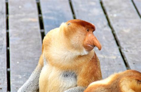 Premium Photo Proboscis Monkeys Endemic Of Borneo Island In Malaysia