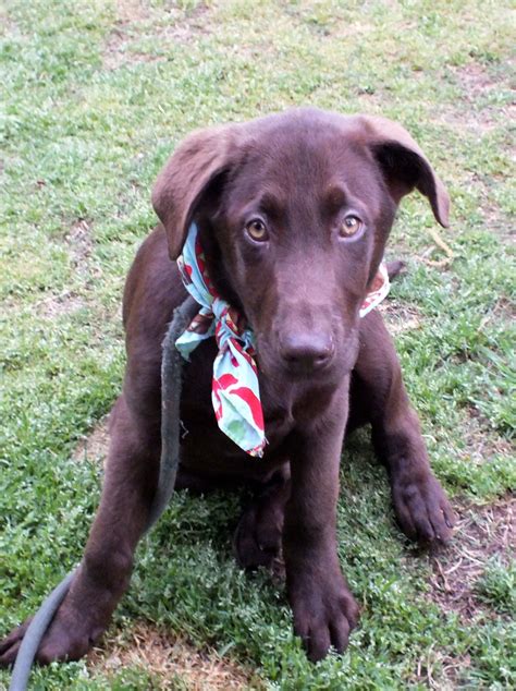 Adopted Garrison 4 Month Old Neutered Male Chocolate Lab Mix That Was