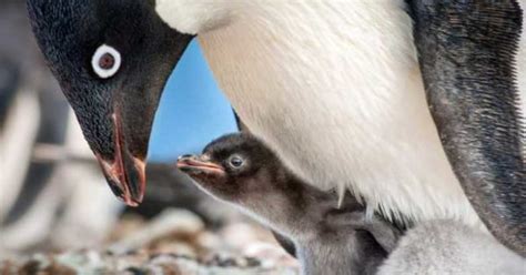 Последние твиты от the penguins movie (@penguinsmadagas). Movie Review - Disneynature's Penguins (2019)