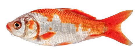 Koi Carp Fish Isolated Side View Stock Image Colourbox