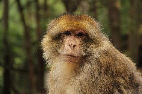 Free Download Barbary Ape Makake Monkey Animal Nature Primate