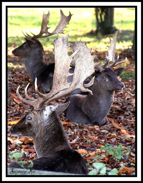A Trio Of Deer Suzanne Mcmahon Flickr