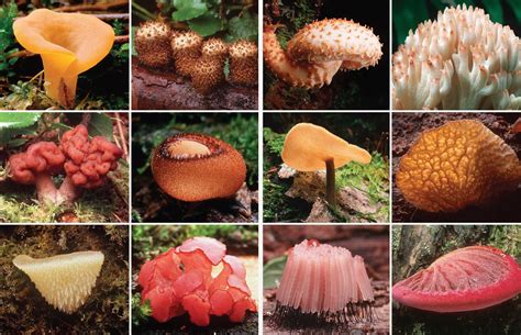 Fantastic Fungi Book By Louie Schwartzberg Eugenia Bone Suzanne