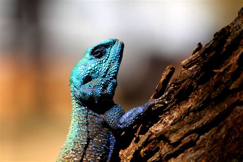 Blue Headed Lizard By Charel Bezuidenhout
