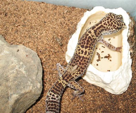 Pictures Of The Leopard Gecko Leopard Gecko Facts