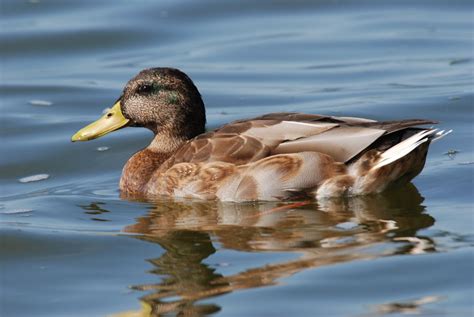 Duck 1 Free Photo Download Freeimages