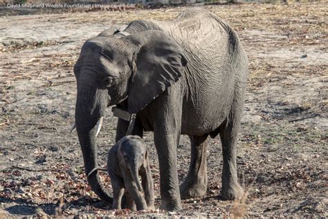 Photos From Protecting Elephants Globalgiving