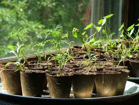 How to sow and grow watermelon from seed indoors. JeffCo Gardener: Starting Seeds Indoors by Donna Duffy