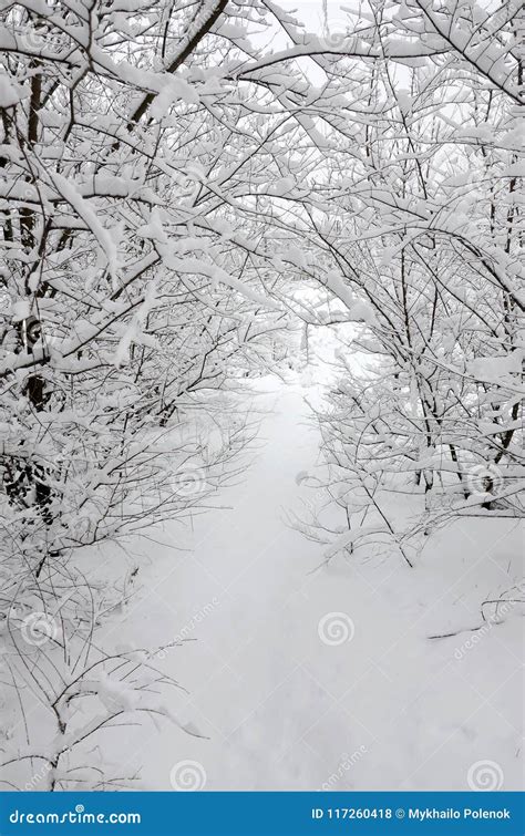 Winter Landscape In A Snow Covered Park After A Heavy Wet Snowfall A