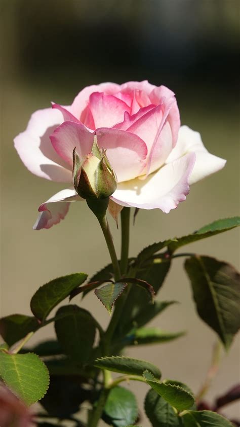 Pinke Rose Blume Pflanze Kostenloses Foto Auf Pixabay Pixabay
