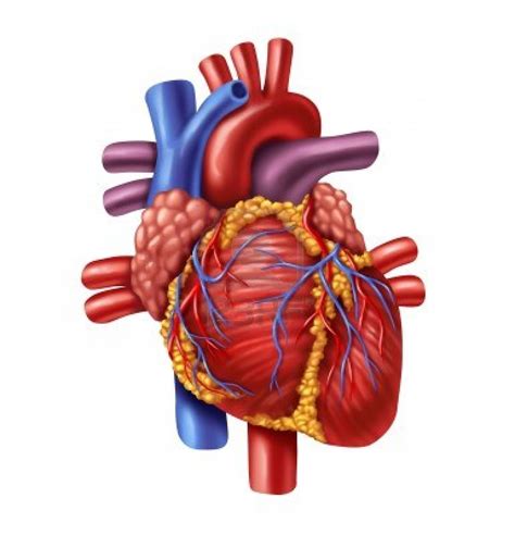 Human Heart Clipart Png 20 Free Cliparts Download Images On