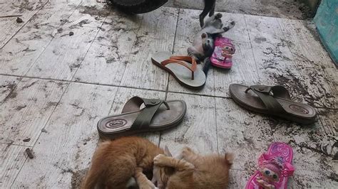 We did not find results for: Kucing kecil yang lucu - YouTube