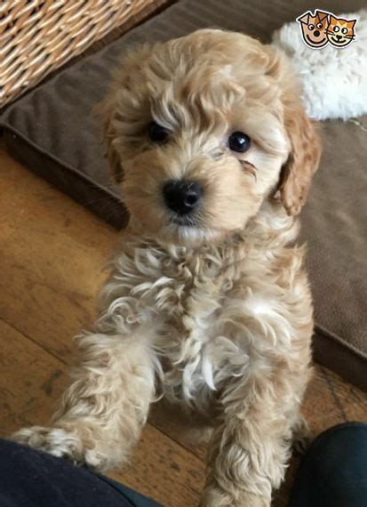My family is looking to adopt/rescue a cavapoo puppy. Gorgeous Cockapoo puppies available now | Market Drayton ...