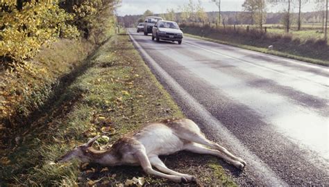 Comprehensive coverage on your car insurance policy typically covers deer accidents. Does Liability Insurance Cover Deer Car Accidents? | Pocket Sense